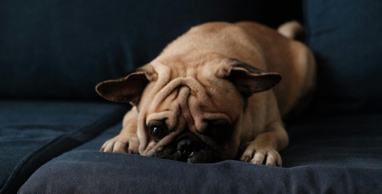 Perro triste encima de un sofá